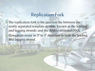 Replication Fork
 The replication fork is the junction the between the
newly separated template strands, known as the leading
and lagging strands, and the double stranded DNA.
 Elongation occur in 5’ to 3’ direction in both the leading
and lagging strand.
 