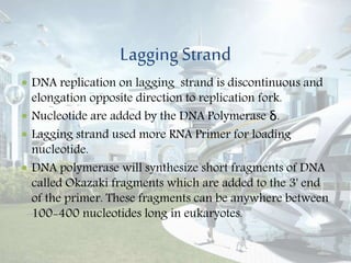 Lagging Strand
 DNA replication on lagging strand is discontinuous and
elongation opposite direction to replication fork.
 Nucleotide are added by the DNA Polymerase δ.
 Lagging strand used more RNA Primer for loading
nucleotide.
 DNA polymerase will synthesize short fragments of DNA
called Okazaki fragments which are added to the 3' end
of the primer. These fragments can be anywhere between
100-400 nucleotides long in eukaryotes.
 