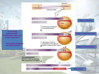 Step 1 = Binding
Step 3 = Translocation
The binding-
polymerization-
translocation cycle can
occurs many times
This greatly lengthens
one of the strands
The complementary
strand is made by primase,
DNA polymerase and ligase
RNA primer
Step 2 = Polymerization
 