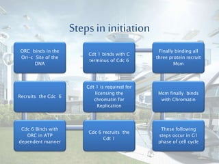 Steps in initiation
ORC binds in the
Ori-c Site of the
DNA
Recruits the Cdc 6
Cdc 6 Binds with
ORC in ATP
dependent manner
Cdc 6 recruits the
Cdt 1
Cdt 1 is required for
licensing the
chromatin for
Replication
Cdt 1 binds with C
terminus of Cdc 6
Finally binding all
three protein recruit
Mcm
Mcm finally binds
with Chromatin
These following
steps occur in G1
phase of cell cycle
 