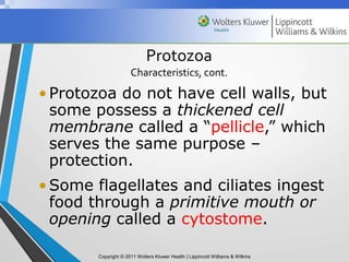 EUKARYOTIC-MICROBES.pptx