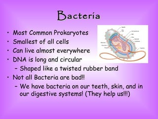 Bacteria Most Common Prokaryotes Smallest of all cells Can live almost everywhere DNA is long and circular Shaped like a twisted rubber band Not all Bacteria are bad!! We have bacteria on our teeth, skin, and in our digestive systems! (They help us!!!) 