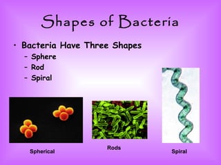 Shapes of Bacteria Bacteria Have Three Shapes Sphere Rod Spiral Spherical Rods Spiral 