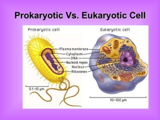 Prokaryotic Vs. Eukaryotic Cell 