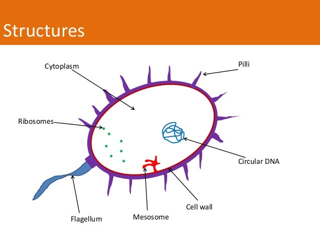 Eukaryotic and Prokaryotic cells