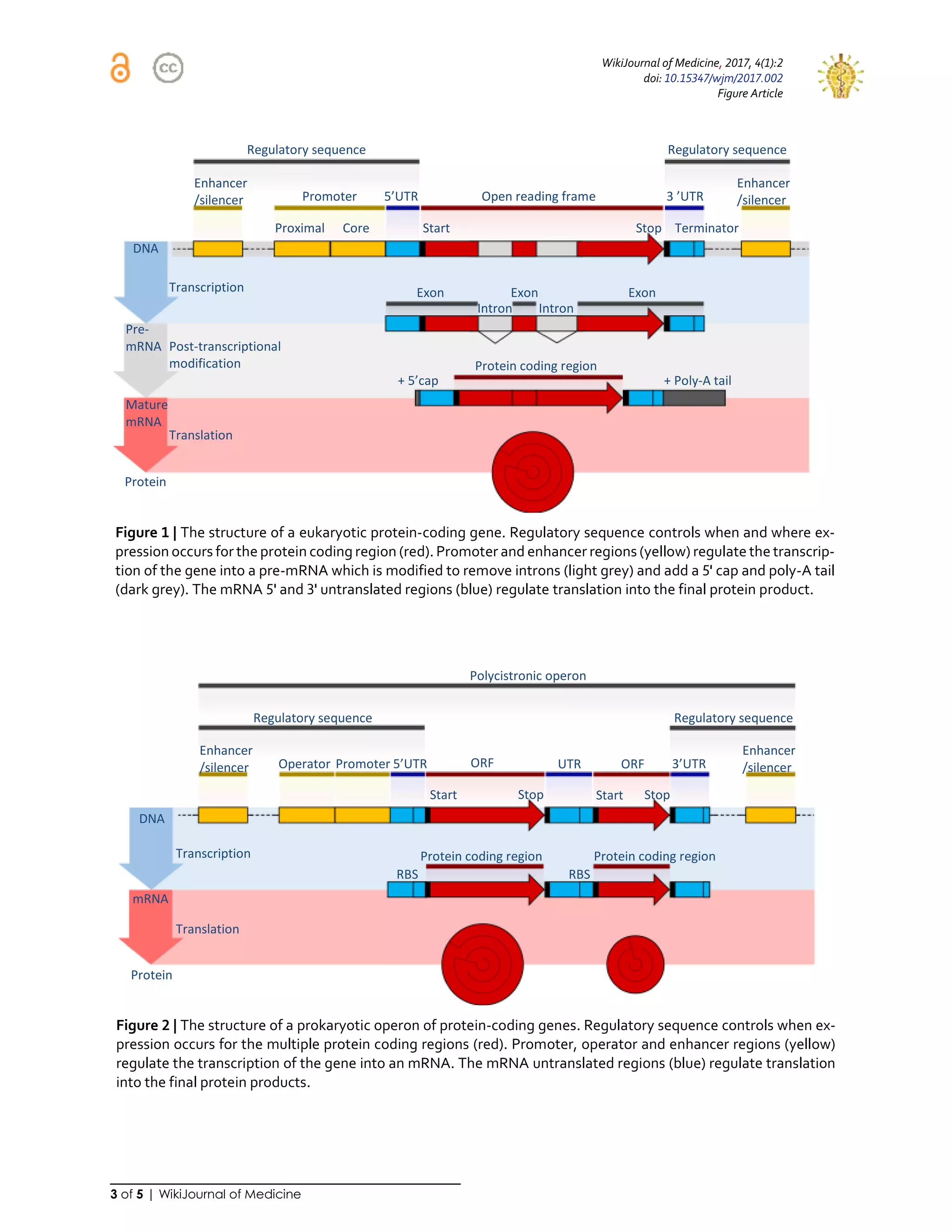 Eukaryotic and prokaryotic_gene_structure | PDF