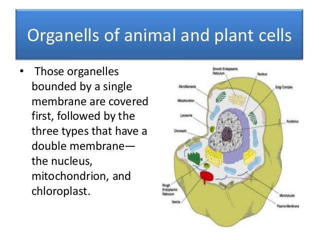 Eukaryotic cell