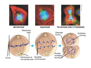 METAPHASE

ANAPHASE

Metaphase
plate

Spindle

Centrosome at Daughter
one spindle pole chromosomes

TELOPHASE AND CYTOKINESIS
Cleavage
furrow

Nuclear
envelope
forming

Nucleolus
forming

 