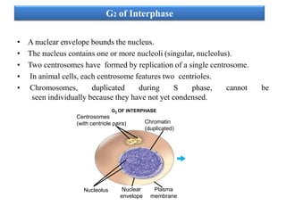 G2 of Interphase
• A nuclear envelope bounds the nucleus.
• The nucleus contains one or more nucleoli (singular, nucleolus).
• Two centrosomes have formed by replication of a single centrosome.
• In animal cells, each centrosome features two centrioles.
• Chromosomes,
duplicated
during
S
phase,
cannot
seen individually because they have not yet condensed.
G2 OF INTERPHASE

Centrosomes
(with centriole pairs)

Nucleolus

Nuclear
envelope

Chromatin
(duplicated)

Plasma
membrane

be

 