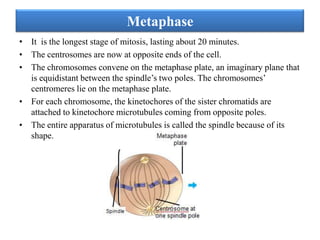 Metaphase
• It is the longest stage of mitosis, lasting about 20 minutes.
• The centrosomes are now at opposite ends of the cell.
• The chromosomes convene on the metaphase plate, an imaginary plane that
is equidistant between the spindle’s two poles. The chromosomes’
centromeres lie on the metaphase plate.
• For each chromosome, the kinetochores of the sister chromatids are
attached to kinetochore microtubules coming from opposite poles.
• The entire apparatus of microtubules is called the spindle because of its
shape.

 