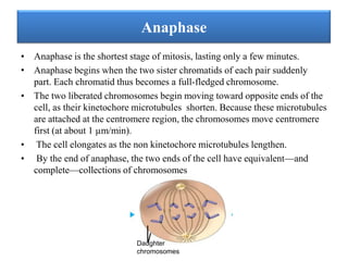 Anaphase
• Anaphase is the shortest stage of mitosis, lasting only a few minutes.
• Anaphase begins when the two sister chromatids of each pair suddenly
part. Each chromatid thus becomes a full-fledged chromosome.
• The two liberated chromosomes begin moving toward opposite ends of the
cell, as their kinetochore microtubules shorten. Because these microtubules
are attached at the centromere region, the chromosomes move centromere
first (at about 1 µm/min).
• The cell elongates as the non kinetochore microtubules lengthen.
• By the end of anaphase, the two ends of the cell have equivalent—and
complete—collections of chromosomes

Daughter
chromosomes

 