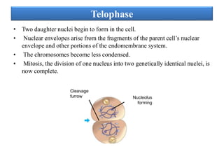 Telophase
• Two daughter nuclei begin to form in the cell.
• Nuclear envelopes arise from the fragments of the parent cell’s nuclear
envelope and other portions of the endomembrane system.
• The chromosomes become less condensed.
• Mitosis, the division of one nucleus into two genetically identical nuclei, is
now complete.
Cleavage
furrow

Nucleolus
forming

 