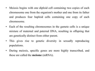 • Meiosis begins with one diploid cell containing two copies of each
chromosome one from the organism's mother and one from its father
and produces four haploid cells containing one copy of each
chromosome.
• Each of the resulting chromosomes in the gamete cells is a unique
mixture of maternal and paternal DNA, resulting in offspring that
are genetically distinct from either parent.
• This gives rise to genetic diversity in sexually reproducing
populations.
• During meiosis, specific genes are more highly transcribed, and
these are called the meiome (mRNA).

 