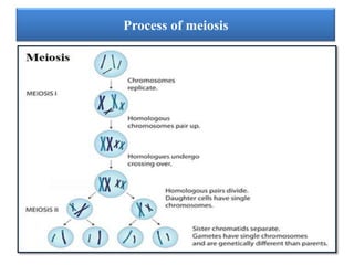 Process of meiosis

 