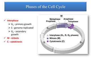 Phases of the Cell Cycle

 Interphase
 G1 - primary growth
 S - genome replicated
 G2 - secondary
growth
 M - mitosis
 C - cytokinesis

 