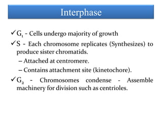Interphase
G1 - Cells undergo majority of growth
S - Each chromosome replicates (Synthesizes) to
produce sister chromatids.
– Attached at centromere.
– Contains attachment site (kinetochore).

G2 -

Chromosomes condense - Assemble
machinery for division such as centrioles.

 