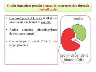 Cyclin-dependent protein kinases drive progression through
the cell cycle

• Cyclin-dependent kinases (Cdks) are
inactive unless bound to cyclins.
• Active complex phosphorylates
downstream targets
• Cyclin helps to direct Cdks to the
target proteins

 