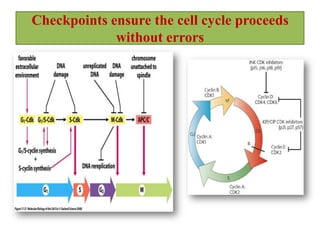 Checkpoints ensure the cell cycle proceeds
without errors

 