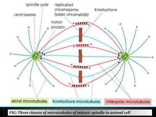 Spindle In Science Eukaryotic cell cycle | PPTX