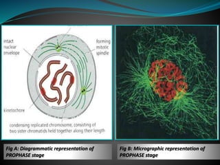 Eukaryotic cell cycle | PPTX