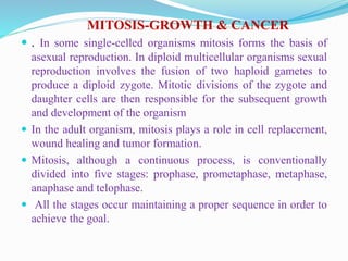 MITOSIS-GROWTH & CANCER
 . In some single-celled organisms mitosis forms the basis of
asexual reproduction. In diploid multicellular organisms sexual
reproduction involves the fusion of two haploid gametes to
produce a diploid zygote. Mitotic divisions of the zygote and
daughter cells are then responsible for the subsequent growth
and development of the organism
 In the adult organism, mitosis plays a role in cell replacement,
wound healing and tumor formation.
 Mitosis, although a continuous process, is conventionally
divided into five stages: prophase, prometaphase, metaphase,
anaphase and telophase.
 All the stages occur maintaining a proper sequence in order to
achieve the goal.
 