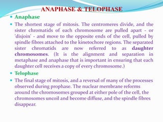 ANAPHASE & TELOPHASE
 Anaphase
 The shortest stage of mitosis. The centromeres divide, and the
sister chromatids of each chromosome are pulled apart - or
'disjoin' - and move to the opposite ends of the cell, pulled by
spindle fibres attached to the kinetochore regions. The separated
sister chromatids are now referred to as daughter
chromosomes. (It is the alignment and separation in
metaphase and anaphase that is important in ensuring that each
daughter cell receives a copy of every chromosome.)
 Telophase
 The final stage of mitosis, and a reversal of many of the processes
observed during prophase. The nuclear membrane reforms
around the chromosomes grouped at either pole of the cell, the
chromosomes uncoil and become diffuse, and the spindle fibres
disappear.
 