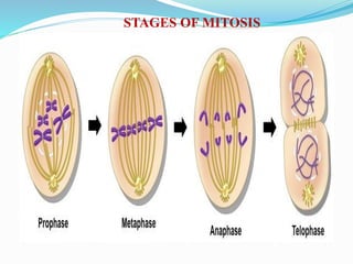 STAGES OF MITOSIS
 
