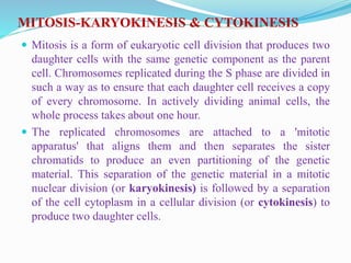 MITOSIS-KARYOKINESIS & CYTOKINESIS
 Mitosis is a form of eukaryotic cell division that produces two
daughter cells with the same genetic component as the parent
cell. Chromosomes replicated during the S phase are divided in
such a way as to ensure that each daughter cell receives a copy
of every chromosome. In actively dividing animal cells, the
whole process takes about one hour.
 The replicated chromosomes are attached to a 'mitotic
apparatus' that aligns them and then separates the sister
chromatids to produce an even partitioning of the genetic
material. This separation of the genetic material in a mitotic
nuclear division (or karyokinesis) is followed by a separation
of the cell cytoplasm in a cellular division (or cytokinesis) to
produce two daughter cells.
 