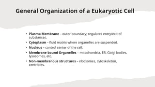Eukaryotic cell organization brief idea of structure and function of ...