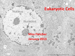 Eukaryotic Cells




Miss Fletcher
January 2013



                http://g11-biob1-2011-12.wikispaces.com/(a)+Eukaryotic+cells
 