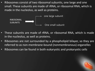 EUKARYOTIC CELLS PPT BT I.pptx
