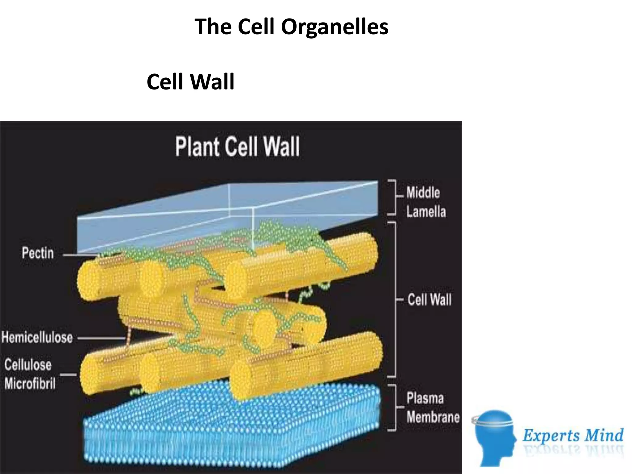 The Cell Organelles
Cell Wall