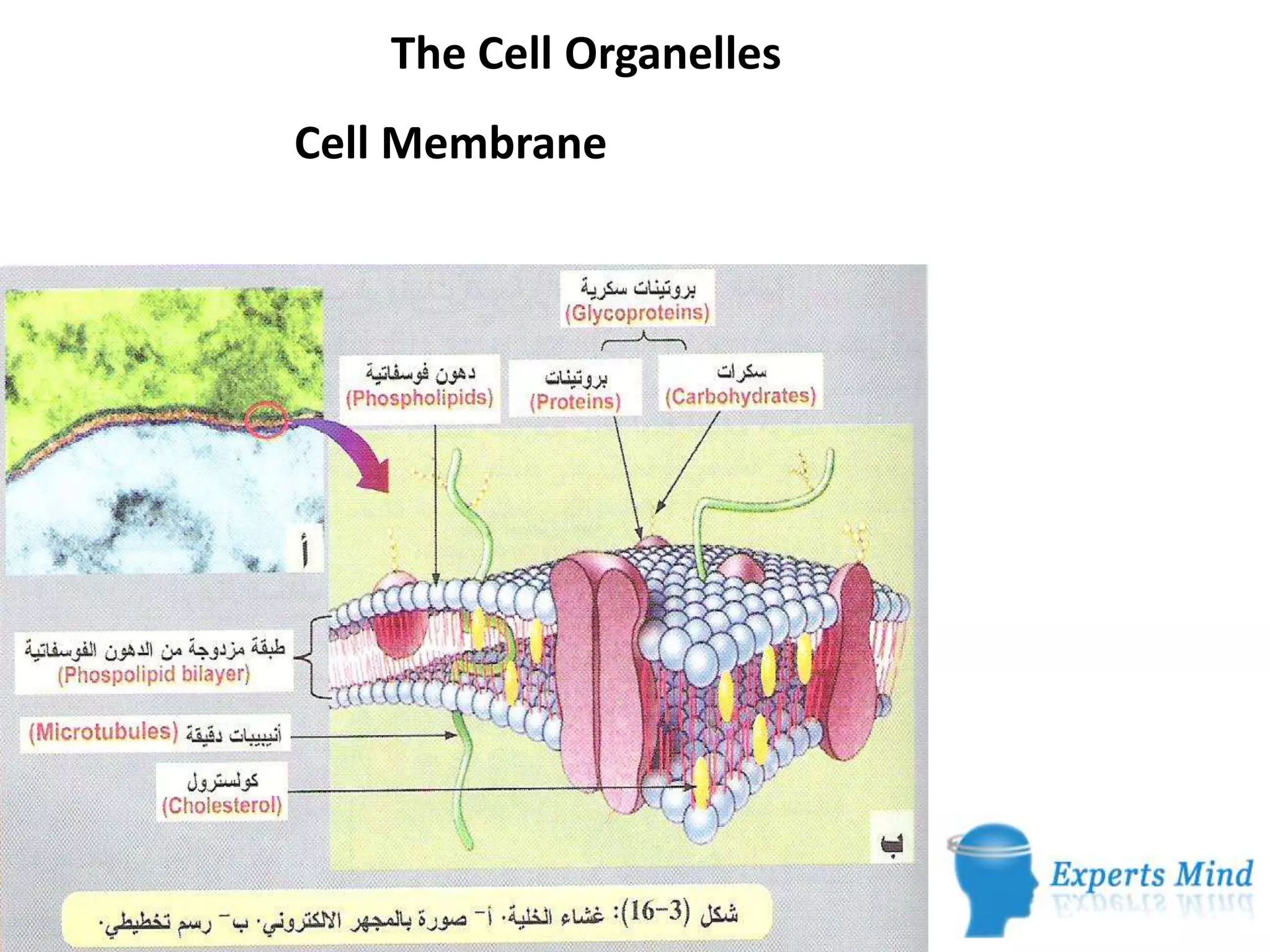 The Cell Organelles
Cell Membrane