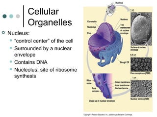 Cellular
Organelles
 Nucleus:
 “control center” of the cell
 Surrounded by a nuclear
envelope
 Contains DNA
 Nucleolus: site of ribosome
synthesis
 