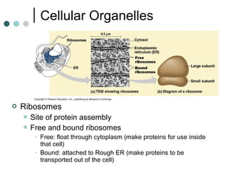 Cellular Organelles
 Ribosomes
 Site of protein assembly
 Free and bound ribosomes
• Free: float through cytoplasm (make proteins for use inside
that cell)
• Bound: attached to Rough ER (make proteins to be
transported out of the cell)
 