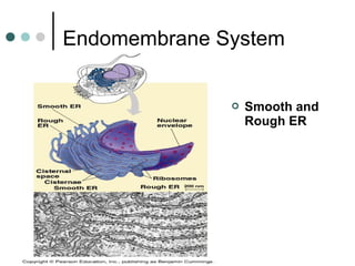 Endomembrane System
 Smooth and
Rough ER
 