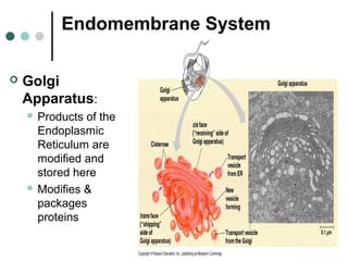 Endomembrane System
 Golgi
Apparatus:
 Products of the
Endoplasmic
Reticulum are
modified and
stored here
 Modifies &
packages
proteins
 