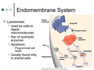 Endomembrane System
 Lysosomes:
 Used by cells to
digest
macromolecules
 Sac of hydrolytic
enzymes
 Apoptosis:
• Programmed cell
death
 Usually found only
in animal cells
 