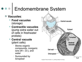 Endomembrane System
 Vacuoles:
 Food vacuoles
(storage)
 Contractile vacuoles
(pump extra water out
of cells in freshwater
protists)
 Central vacuole
(plant cells)
• Stores organic
compounds, inorganic
ions (K+, Cl-), and
water
• Surrounded by
tonoplast
 