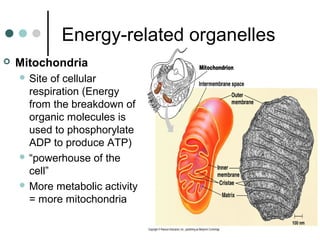 Energy-related organelles
 Mitochondria
 Site of cellular
respiration (Energy
from the breakdown of
organic molecules is
used to phosphorylate
ADP to produce ATP)
 “powerhouse of the
cell”
 More metabolic activity
= more mitochondria
 