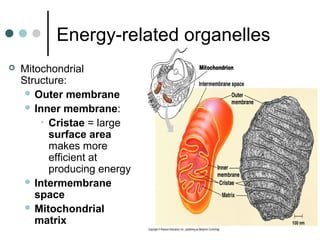 Energy-related organelles
 Mitochondrial
Structure:
 Outer membrane
 Inner membrane:
• Cristae = large
surface area
makes more
efficient at
producing energy
 Intermembrane
space
 Mitochondrial
matrix
 