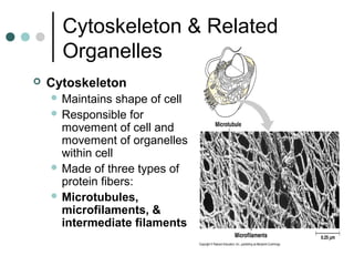 Cytoskeleton & Related
Organelles
 Cytoskeleton
 Maintains shape of cell
 Responsible for
movement of cell and
movement of organelles
within cell
 Made of three types of
protein fibers:
 Microtubules,
microfilaments, &
intermediate filaments
 