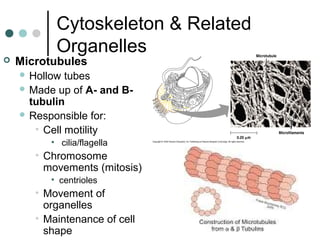 Cytoskeleton & Related
Organelles
 Microtubules
 Hollow tubes
 Made up of A- and B-
tubulin
 Responsible for:
• Cell motility
• cilia/flagella
• Chromosome
movements (mitosis)
• centrioles
• Movement of
organelles
• Maintenance of cell
shape
 