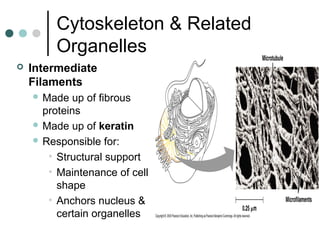 Cytoskeleton & Related
Organelles
 Intermediate
Filaments
 Made up of fibrous
proteins
 Made up of keratin
 Responsible for:
• Structural support
• Maintenance of cell
shape
• Anchors nucleus &
certain organelles
 