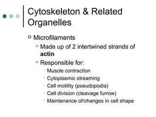Cytoskeleton & Related
Organelles
 Microfilaments
Made up of 2 intertwined strands of
actin
Responsible for:
• Muscle contraction
• Cytoplasmic streaming
• Cell motility (pseudopodia)
• Cell division (cleavage furrow)
• Maintenance of/changes in cell shape
 