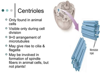 Centrioles
 Only found in animal
cells
 Visible only during cell
division
 9+0 arrangement of
microtubules
 May give rise to cilia &
flagella
 May be involved in
formation of spindle
fibers in animal cells, but
not plants!
 