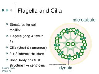 Flagella and Cilia
 Structures for cell
motility
 Flagella (long & few in
#)
 Cilia (short & numerous)
 9 + 2 internal structure
 Basal body has 9+0
structure like centrioles
dynein
microtubule
Figure 4.25
Page 73
 