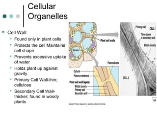 Cellular
Organelles
 Cell Wall
 Found only in plant cells
 Protects the cell Maintains
cell shape
 Prevents excessive uptake
of water
 Holds plant up against
gravity
 Primary Cell Wall-thin;
cellulose
 Secondary Cell Wall-
thicker; found in woody
plants
 