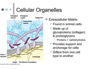 Cellular Organelles
 Extracellular Matrix:
 Found in animal cells
 Made up of
glycoproteins (collagen)
& proteoglycans
• Proteins + carbohydrates
 Provides support and
anchorage for cells
 Differs from one cell
type to another
 