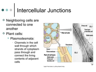 Intercellular Junctions
 Neighboring cells are
connected to one
another
 Plant cells:
 Plasmodesmata:
• Channels in the cell
wall through which
strands of cytoplasm
pass through and
connect the living
contents of adjacent
cells
 